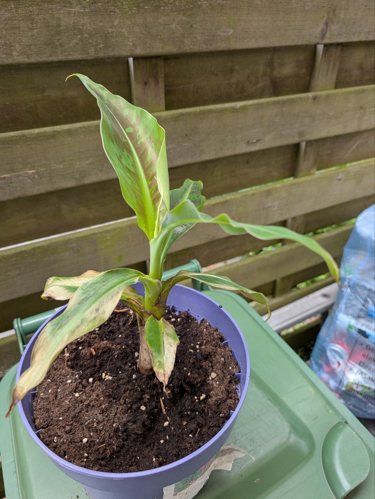 Banaan planten, Tuin en Terras, Planten | Tuinplanten, Ophalen
