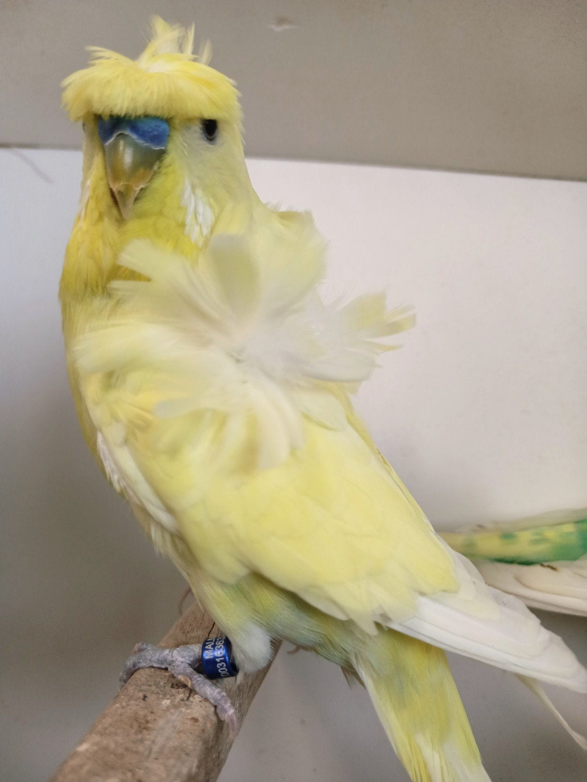 couple reproducteur hagoromo, Animaux & Accessoires, Oiseaux | Perruches & Perroquets, Perruche