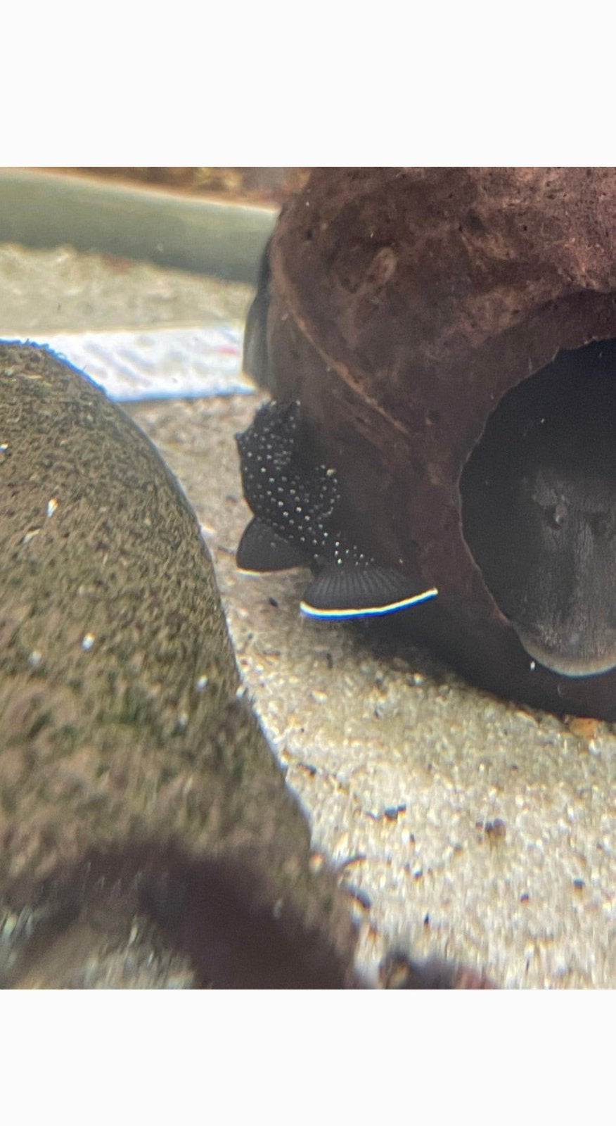 L181 pleco