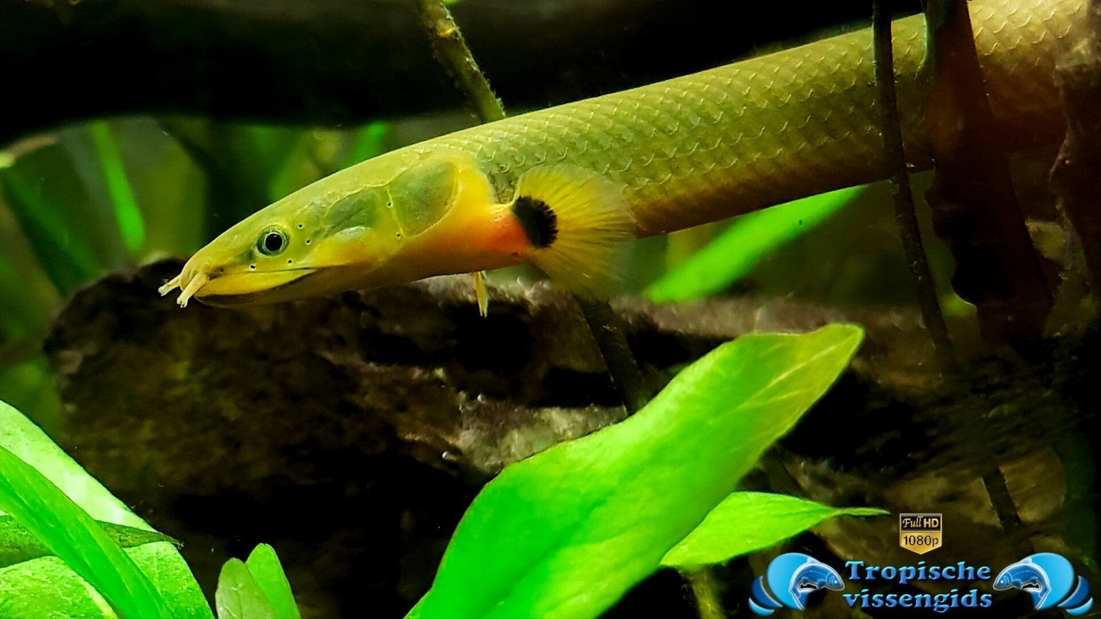 wimpelaal aquarium vis, Vis