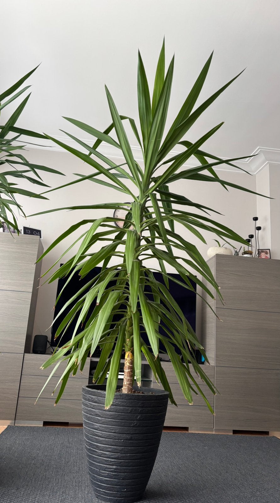 Plante Yucca, Ophalen