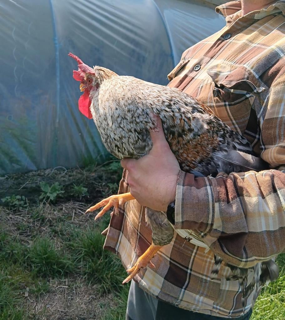 Hanen te koop, Dieren en Toebehoren