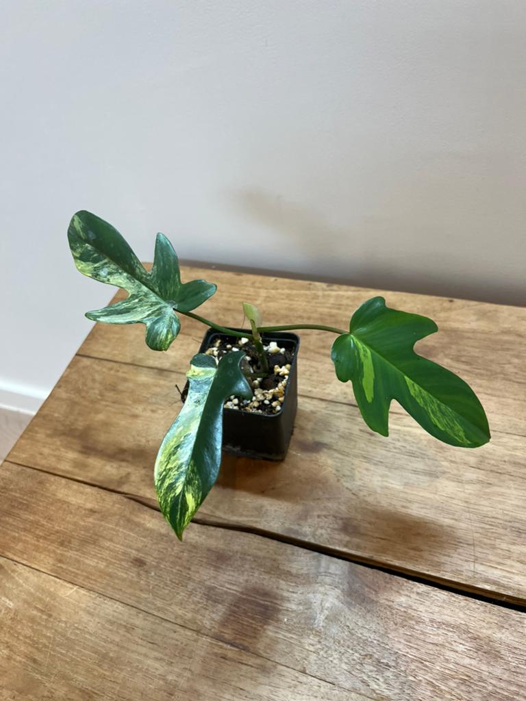 Philodendron Florida Beauty, Huis en Inrichting, Kamerplanten, Verzenden