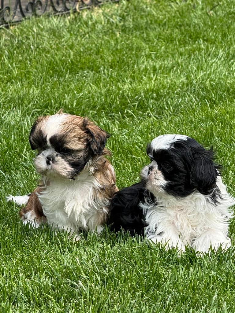Chiots Shih Tzu, Autres races, Plusieurs, Hépatite contagieuse (maladie de Rubarth), Belgique