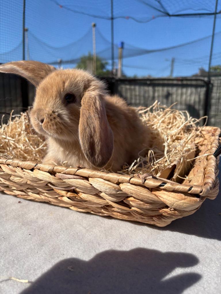 Franse hangoren, Dieren en Toebehoren, Konijnen, Mannelijk, Groot, Hangoor, 0 tot 2 jaar