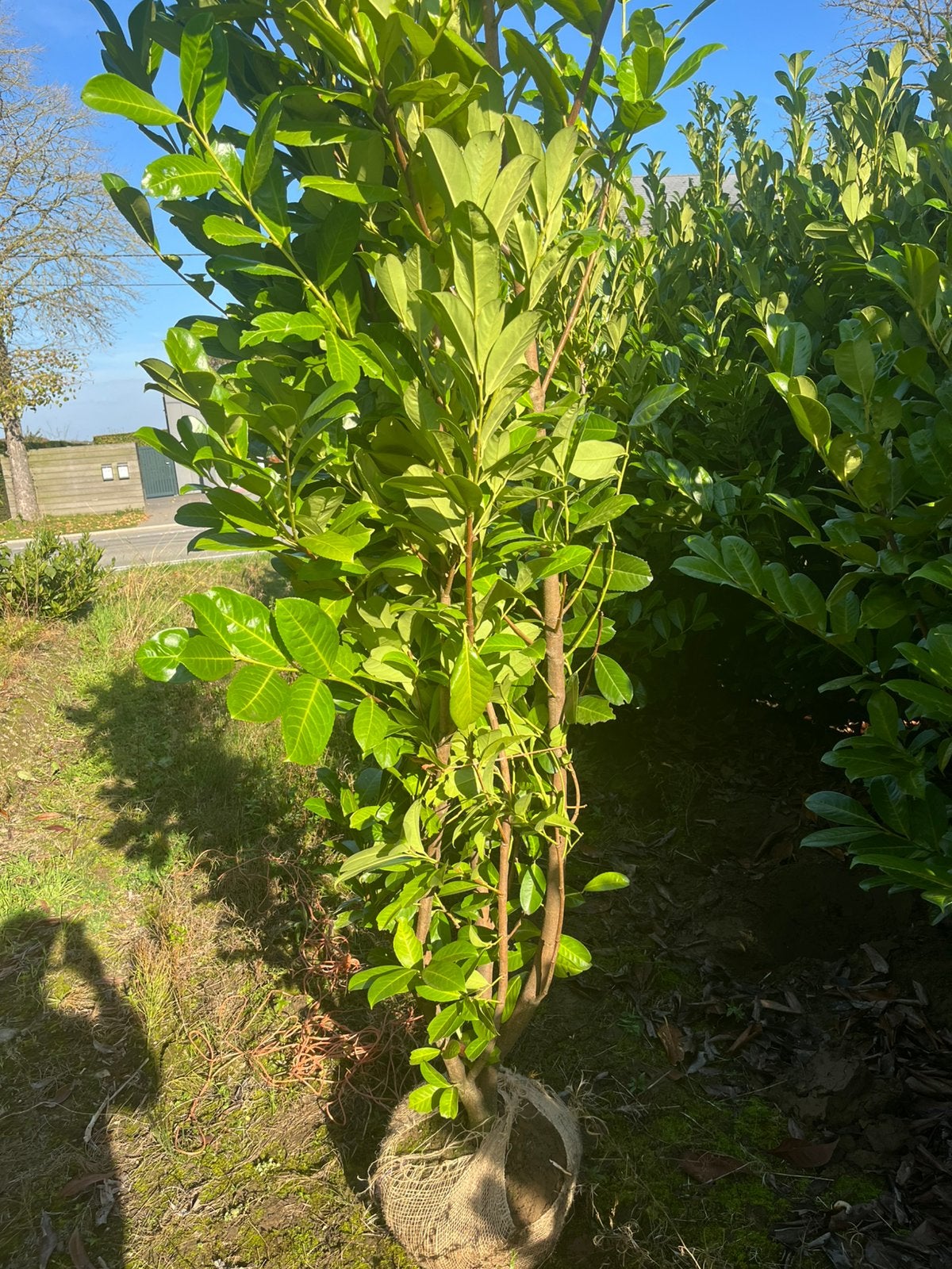 Laurier, prunus l Rotundifolia, Enlèvement ou Envoi, Laurier