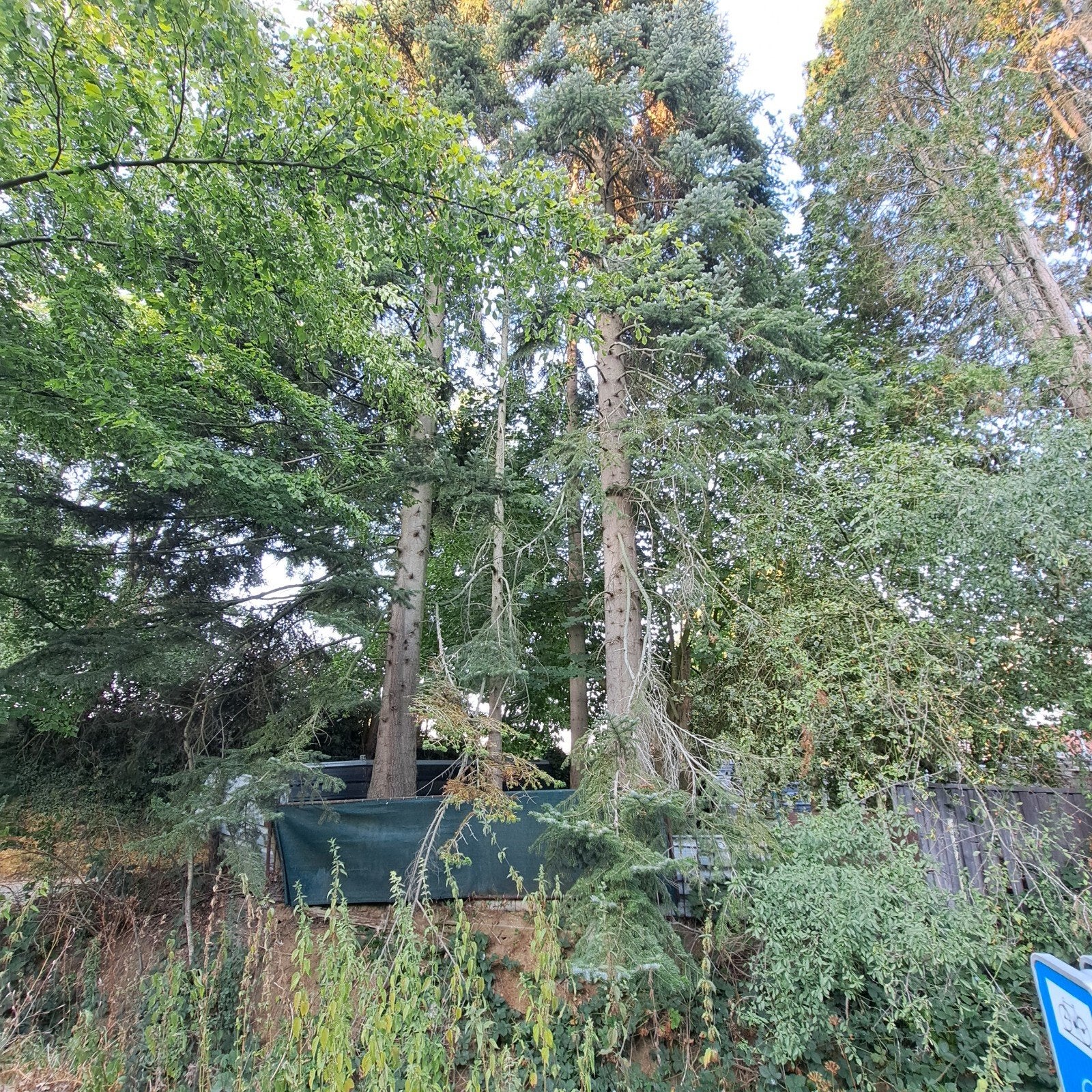 bomen kappen en het hout meenemen en opruimen., Ophalen