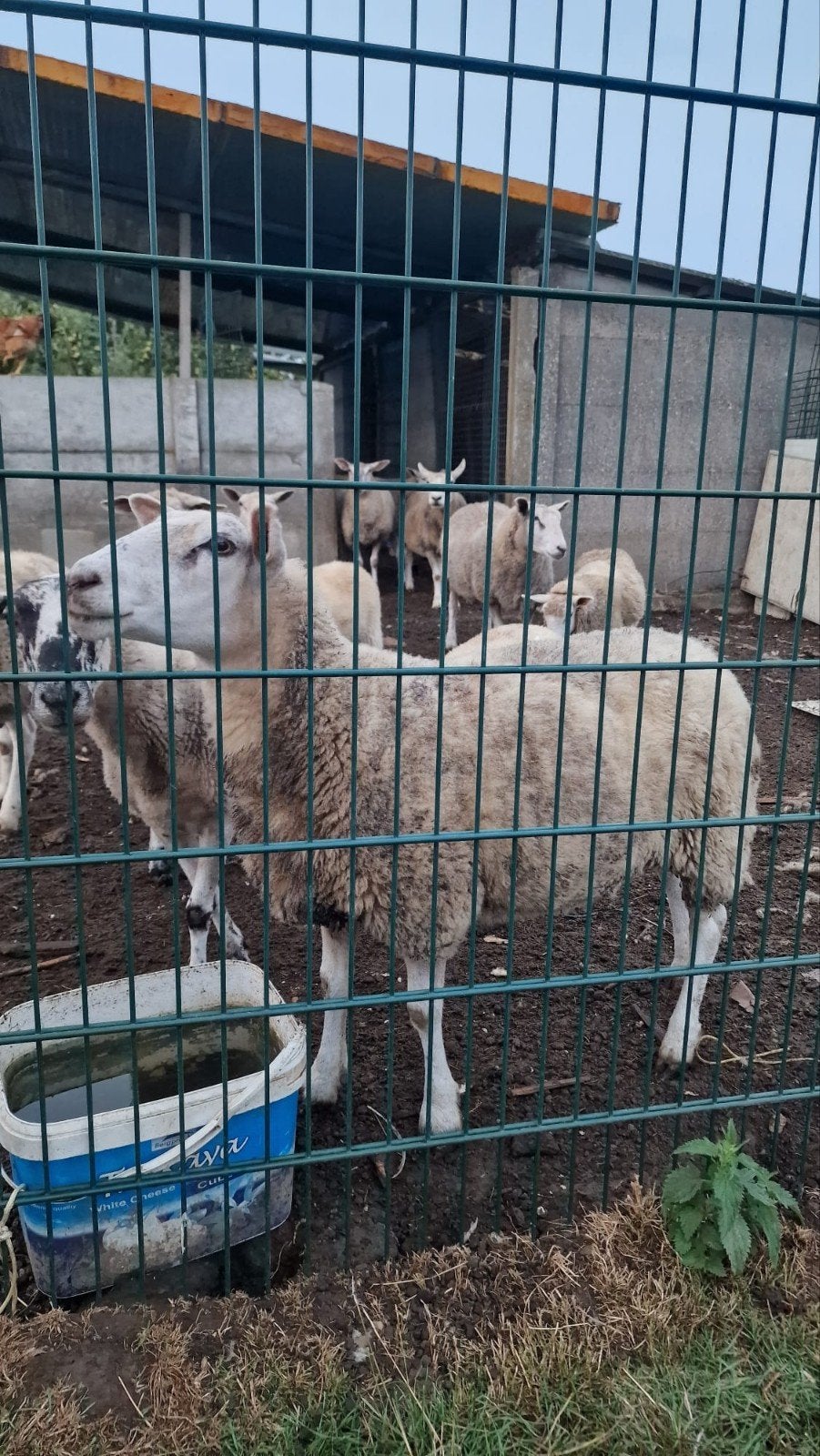 texel France femelle, Animaux & Accessoires, Femelle, Mouton