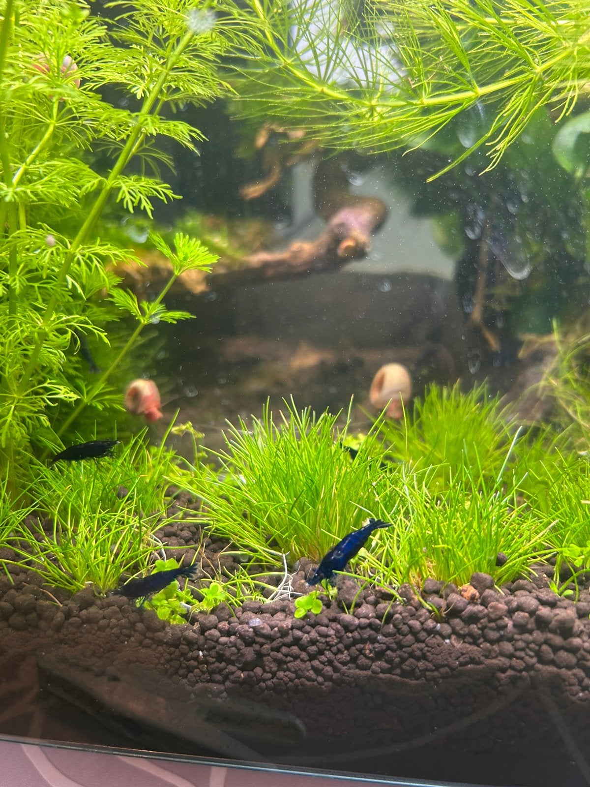 Blue sapphire garnalen, Animaux & Accessoires, Homard, Crabe ou Crevette