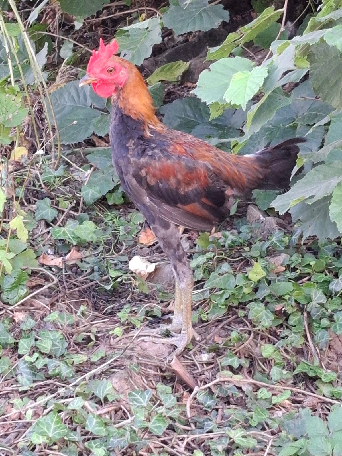 jeunes combattantes anglaises modernes, Mâle, Poule ou poulet
