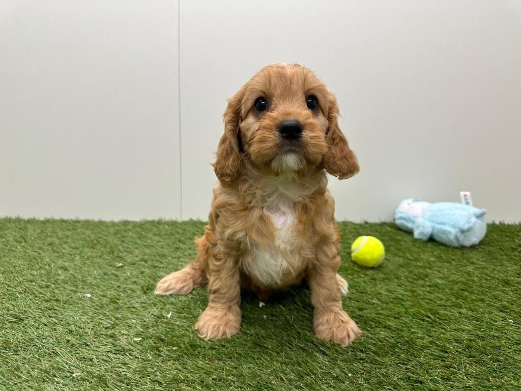 Portée de chiots Cavapoo (F2) de taille moyenne
