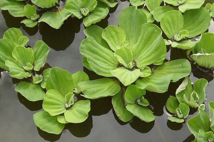 Gezocht mosselplant/watersla/pistia, Tuin en Terras, Planten | Tuinplanten, Ophalen