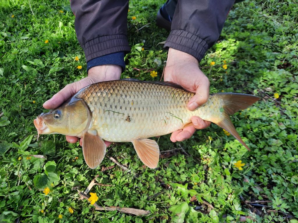 Twee schubkarpers uit natuurvijver, Dieren en Toebehoren, Vissen | Vijvervissen