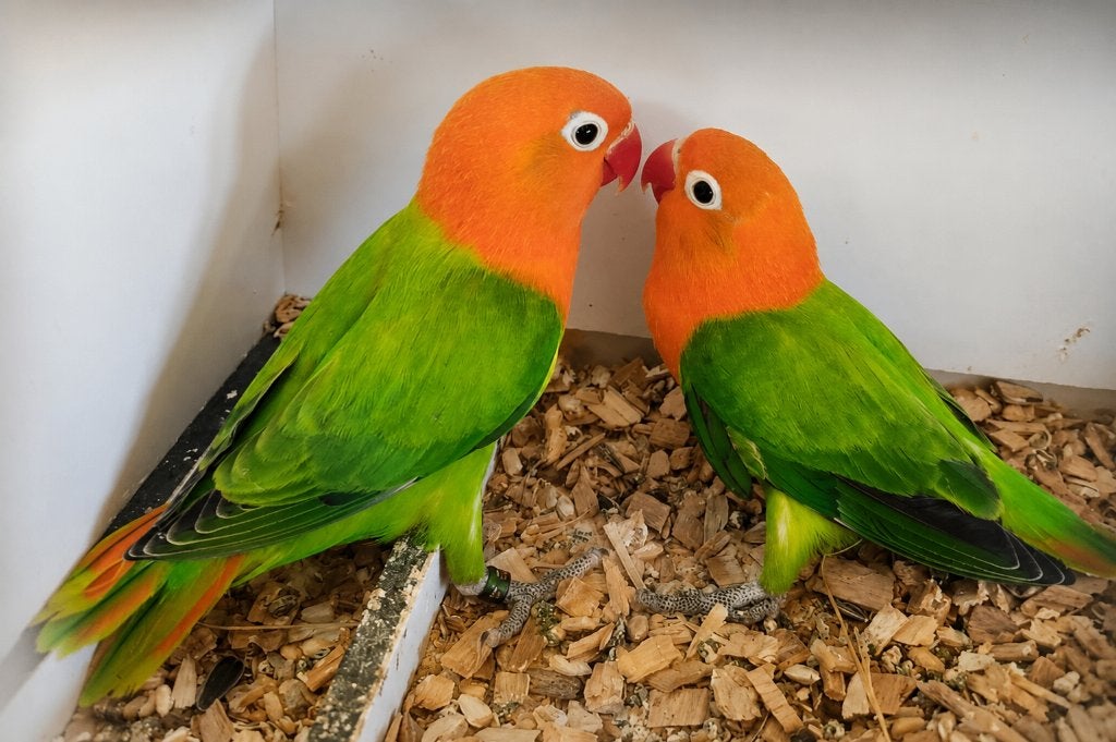 Fischeri MAN (DNA attest) groen opaline - 2 stuks, Dieren en Toebehoren, Vogels | Parkieten en Papegaaien, Dwergpapegaai of Agapornis