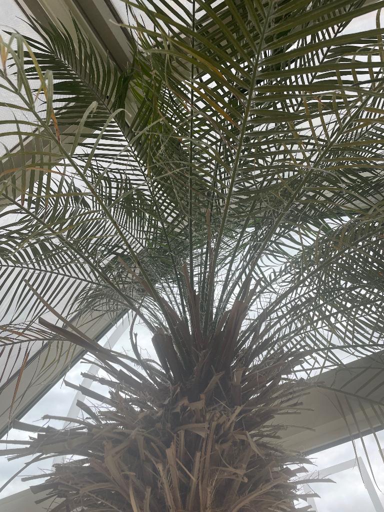 Te koop:  Grote palmboom, Tuin en Terras, Ophalen, Vaste plant, Overige soorten