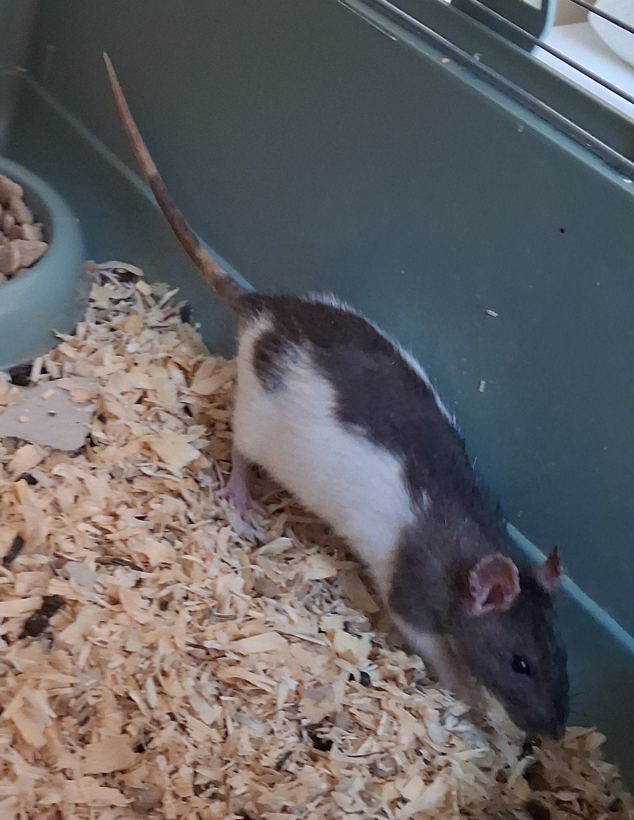 Mama rat met 2 baby's (vrouwtjes), Dieren en Toebehoren, Knaagdieren, April, Rat