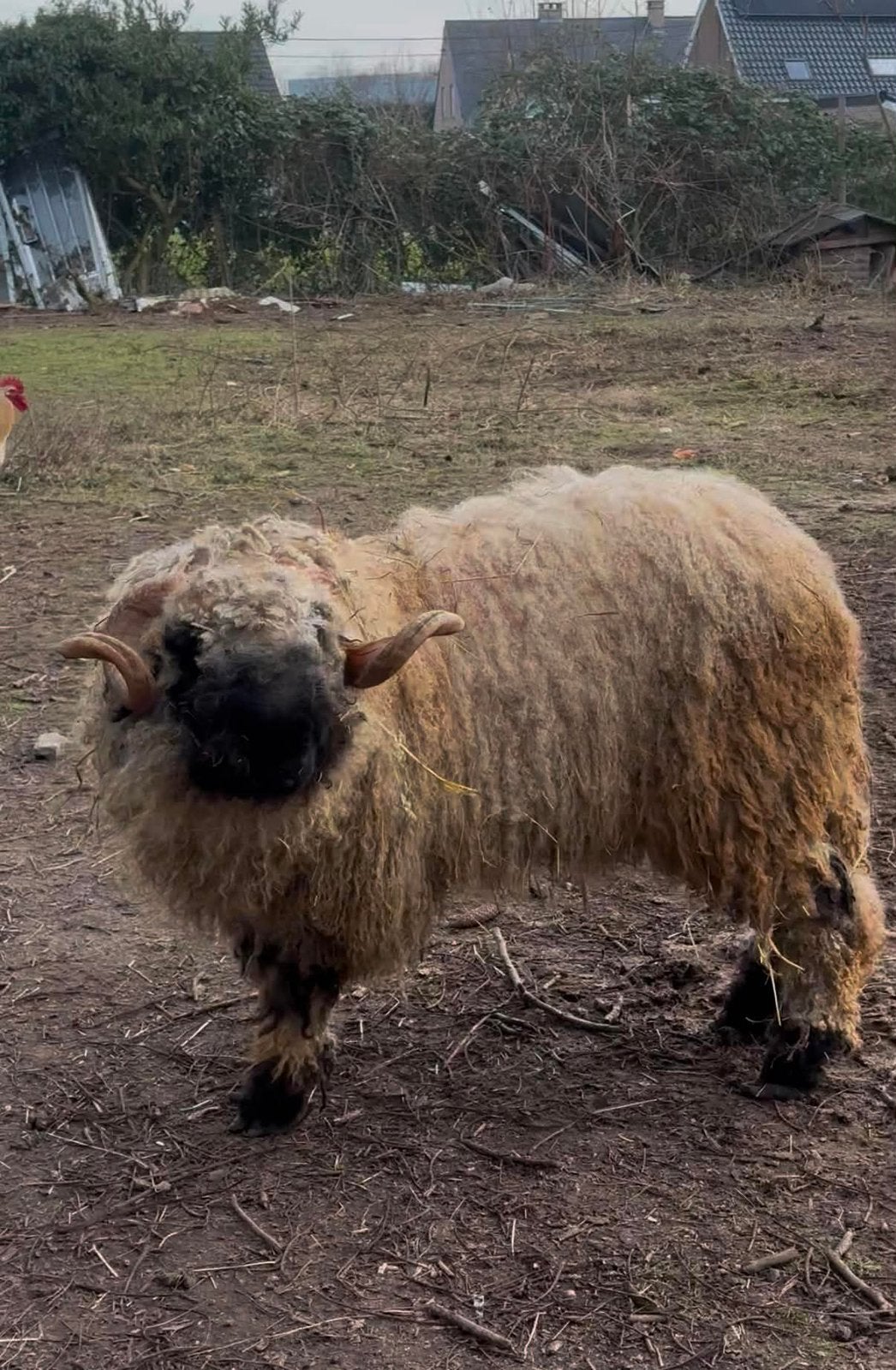 Walliser Schwarznase Ram te koop, Dieren en Toebehoren, Mannelijk, Schaap, 3 tot 5 jaar