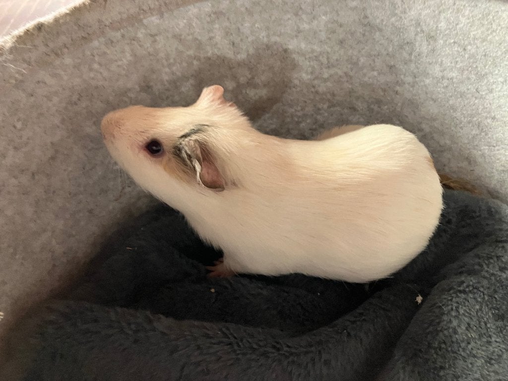 Cavia, Cavia, Juni, Mannelijk, Tam
