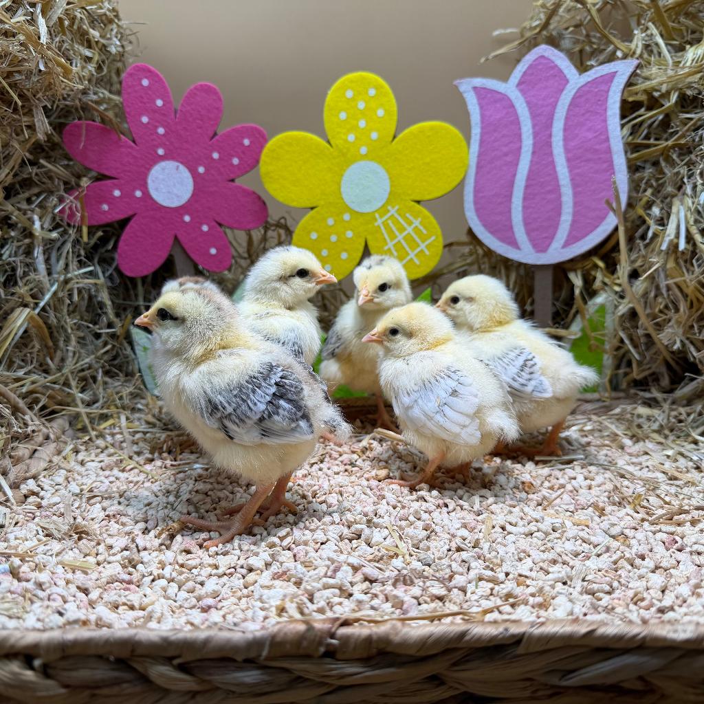 Jonge tamme Sussex kuikens gesekst & ingeënt, Dieren en Toebehoren, Pluimvee