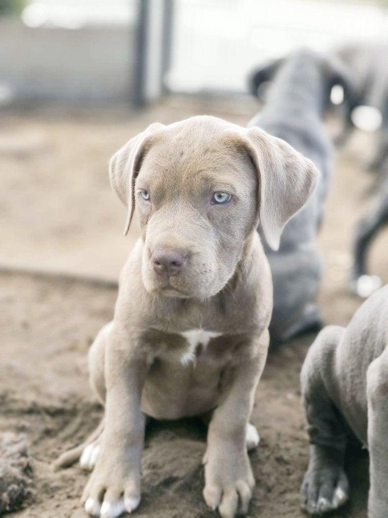 prachtige cane corso pups beschikbaar, België, Overige rassen, CDV (hondenziekte), 8 tot 15 weken