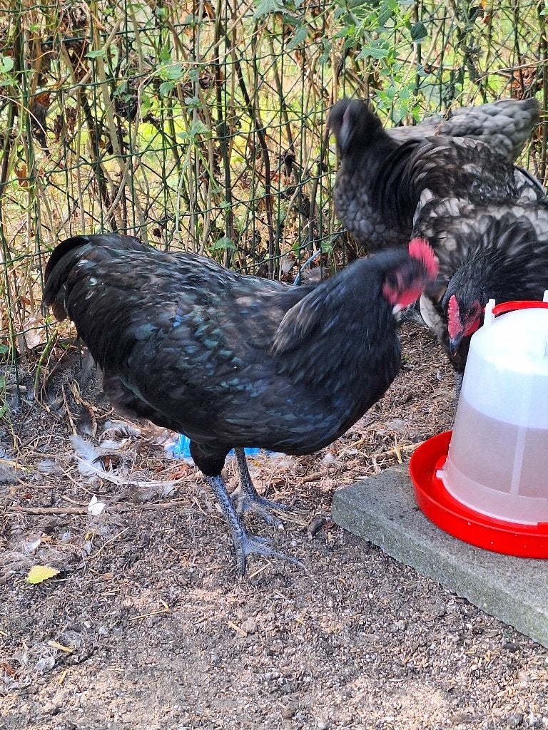 Gratis australorp hanen, Dieren en Toebehoren, Pluimvee