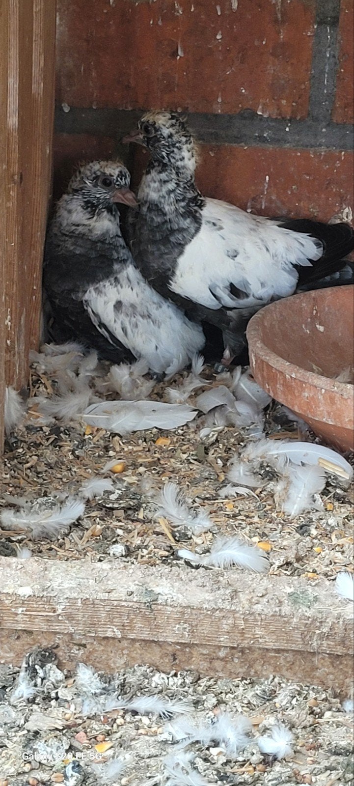 Pakistaanse hoogvliegers, Dieren en Toebehoren
