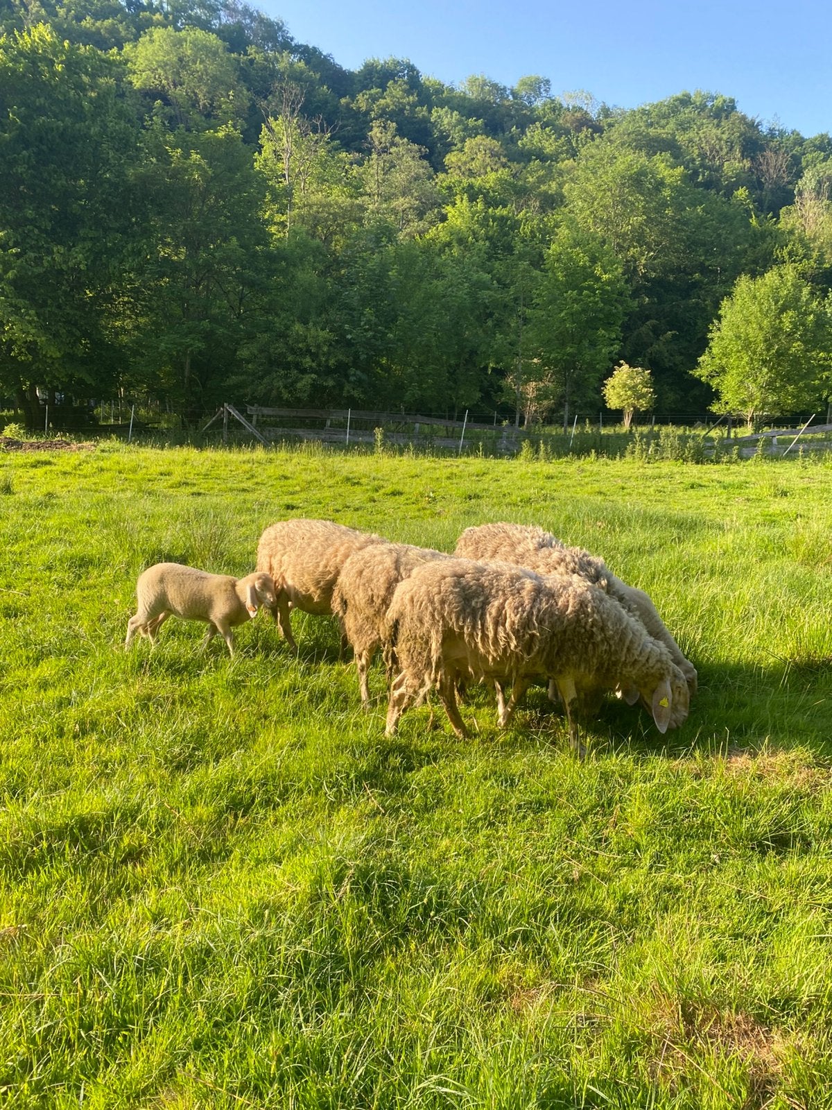 Moutons bergamasques, Enlèvement