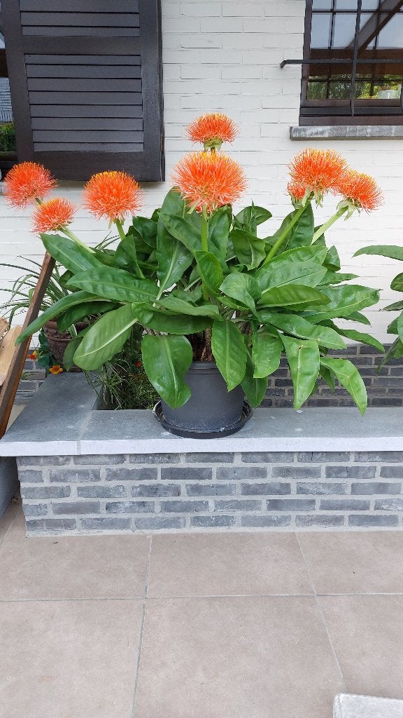 Poederkwast terrasplant, Autres espèces, Été, Enlèvement, Plante fixe