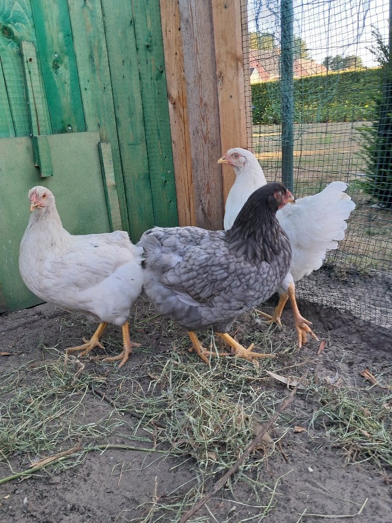 Wyandotte hennen, Dieren en Toebehoren, Vrouwelijk, Kip