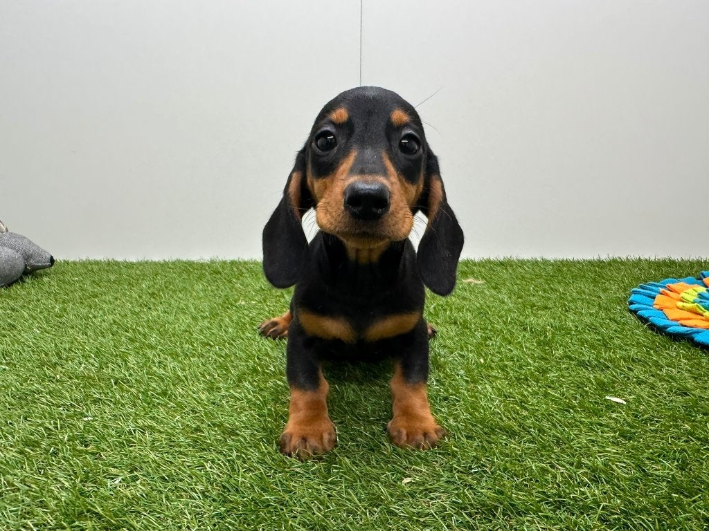 Gladharige Dwergteckel pups, Parvo, België, 8 tot 15 weken, Korthaar
