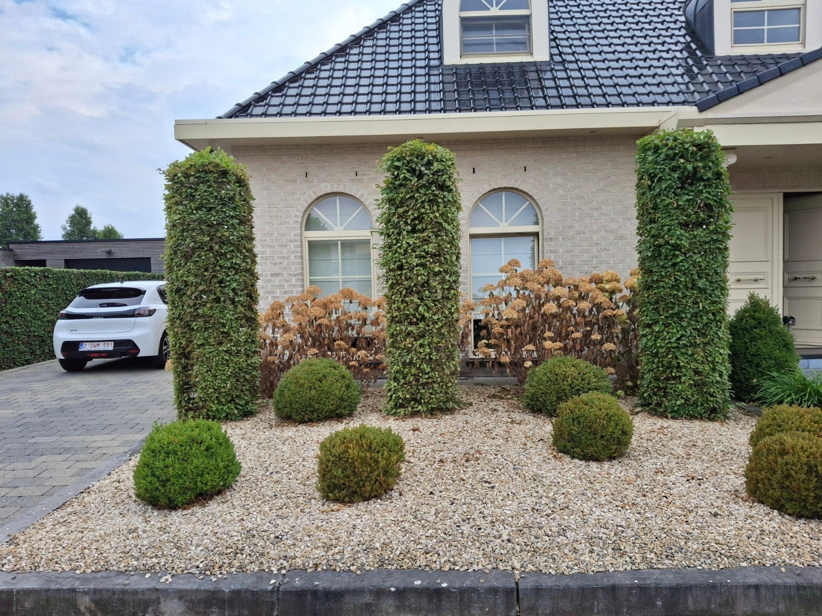 volwassenen beuk ongeveer 2meter
