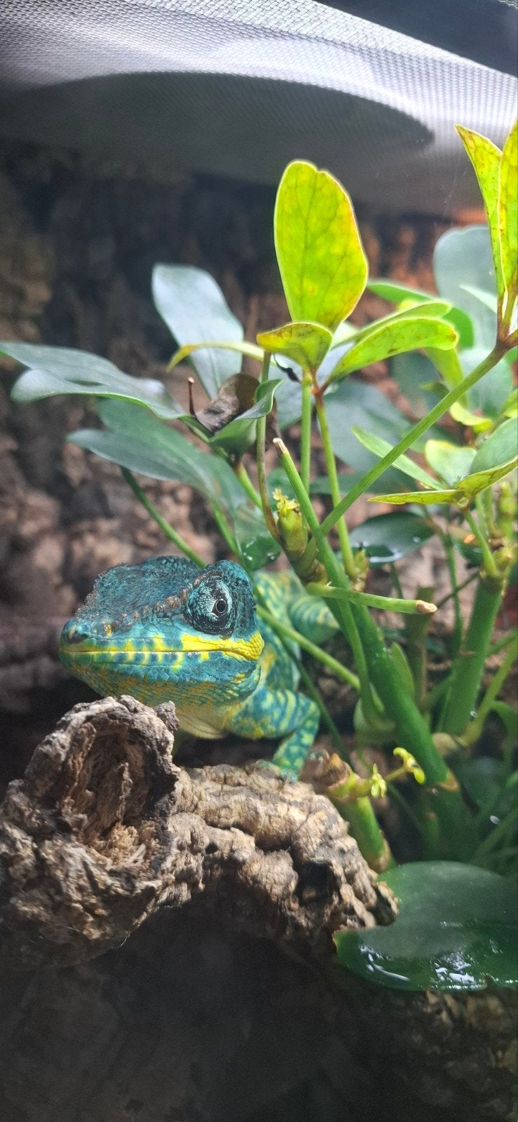 Anolis equestris potior met of zonder terrarium

leeftijd 2, Ophalen