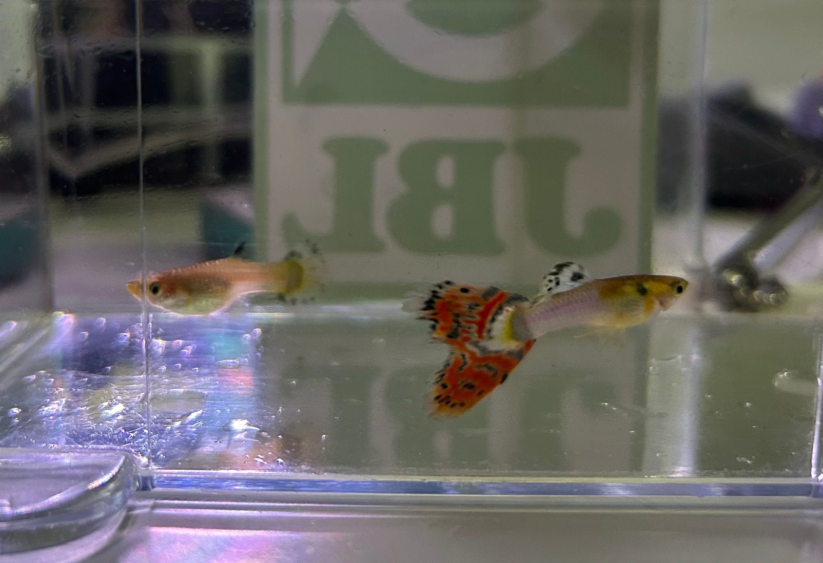 Mooie gezonde guppy’s, Dieren en Toebehoren, Vis, Zoetwatervis, Schoolvis