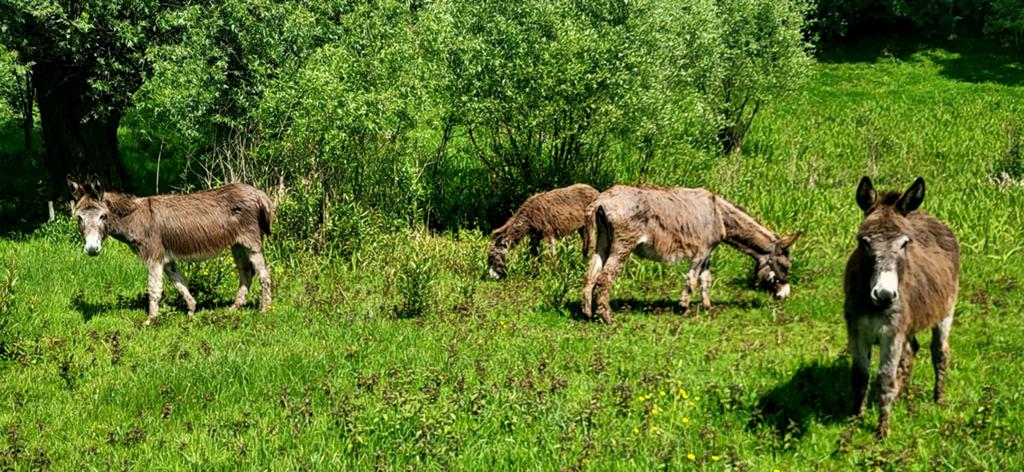 Jonge ezels merries, Dieren en Toebehoren, Overige Dieren, April
