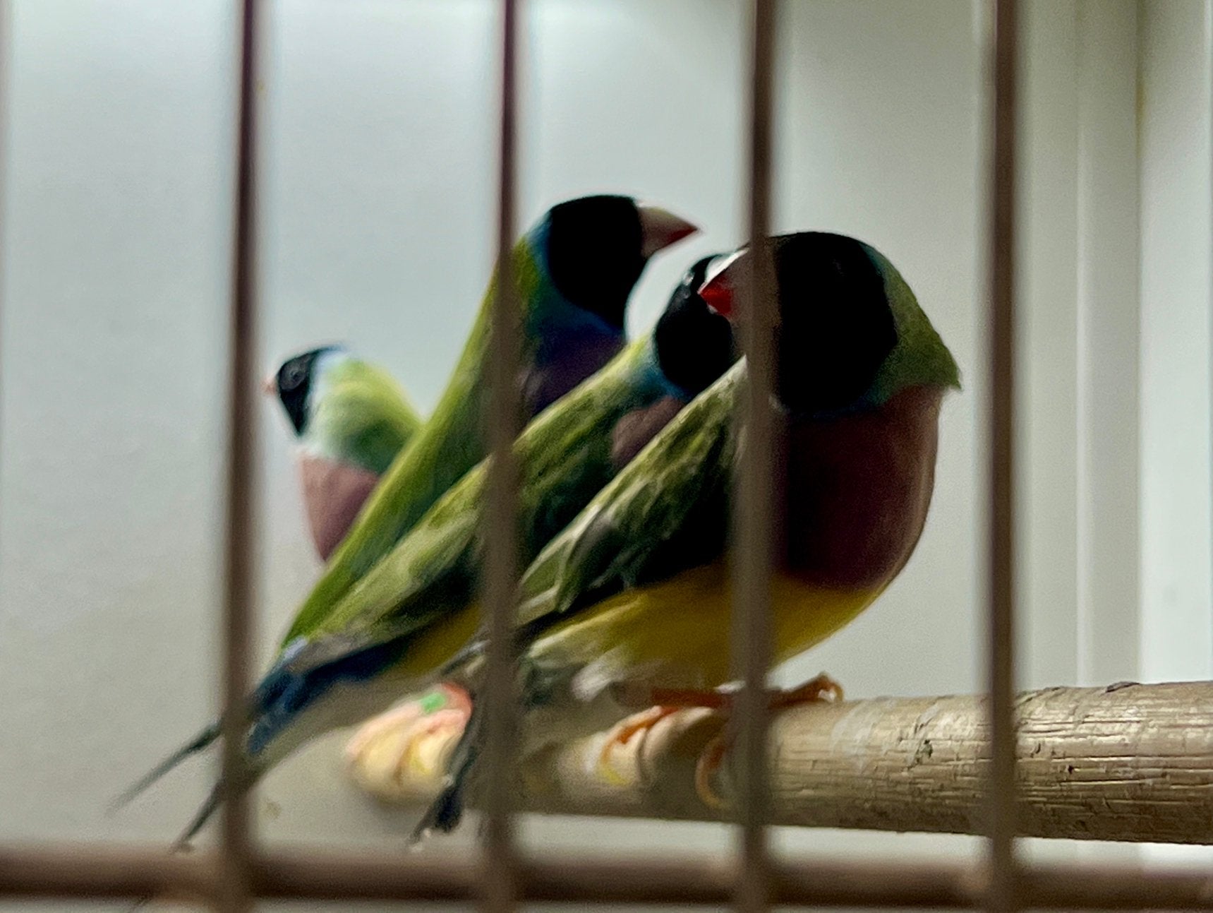 Verschillende zk. Pb, Dieren en Toebehoren, Vogels | Overige Vogels