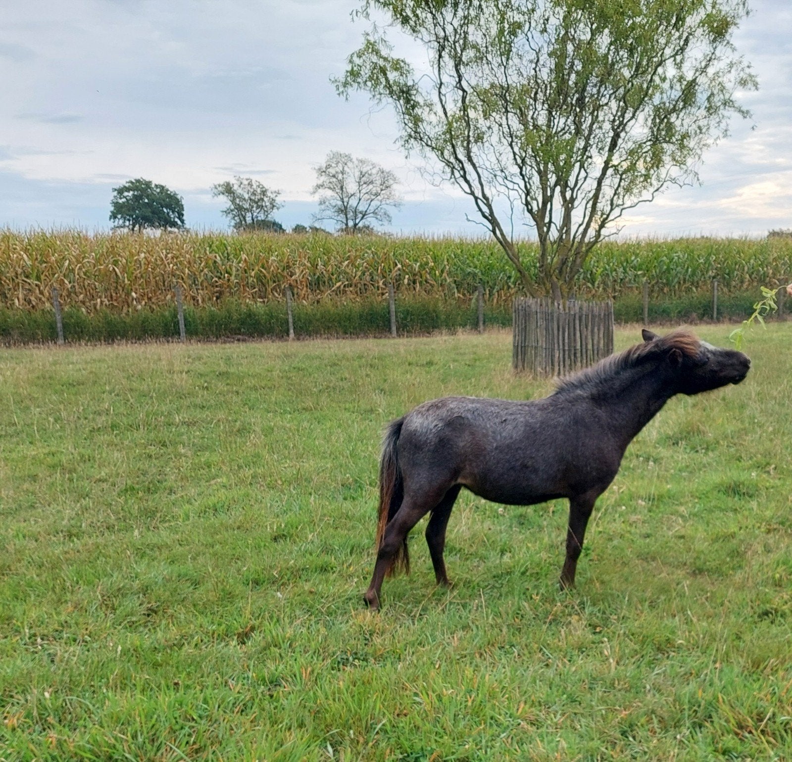 zoeken een minipaardje, Dieren en Toebehoren, Merrie