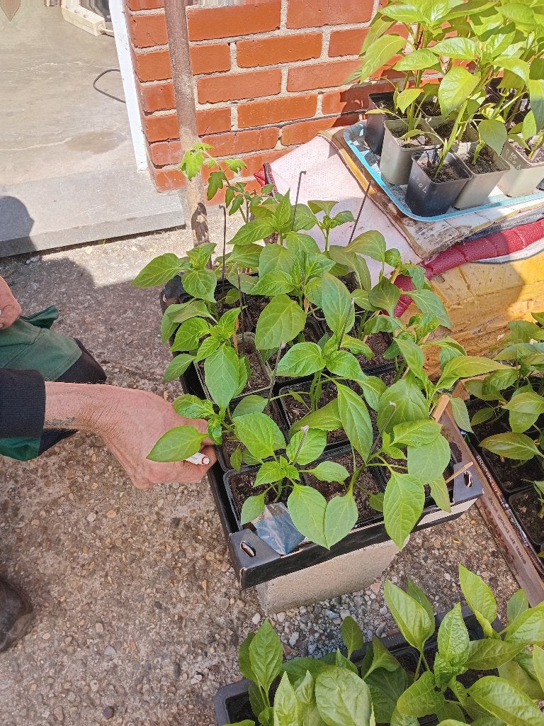 Te koop paprika planten, Tuin en Terras, Planten | Tuinplanten, Ophalen