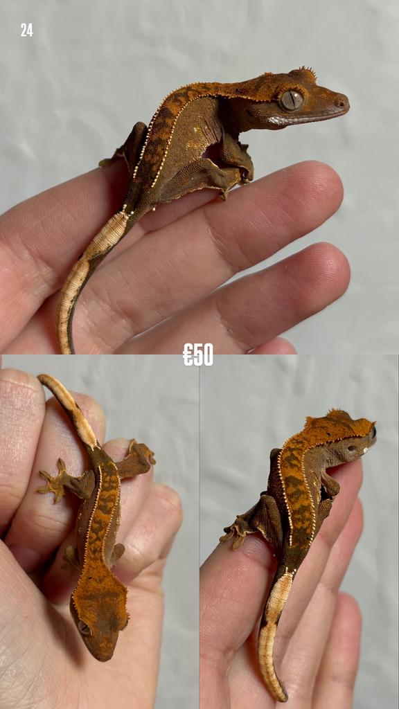 Wimpergekko’s 2025, Lézard, Domestique, 0 à 2 ans