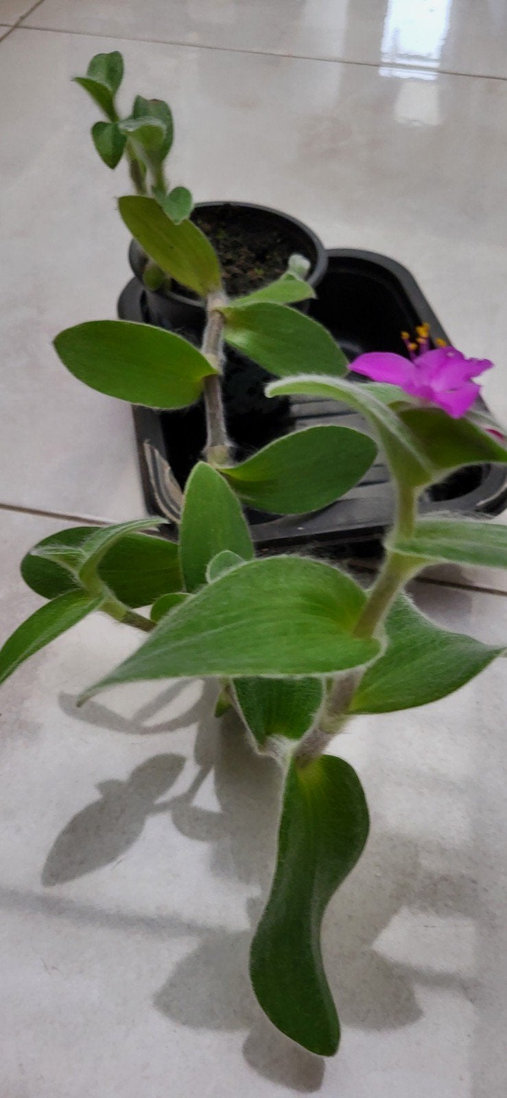 Tradescantia sillamontana, Huis en Inrichting, Ophalen