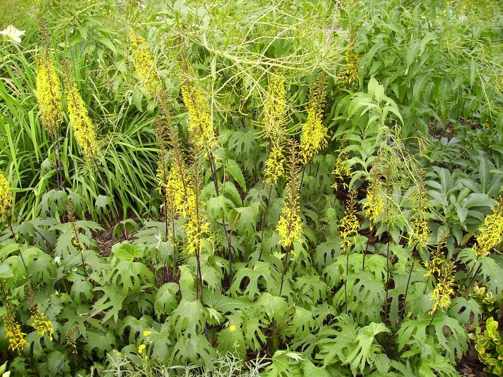 Ligularia przewalski, Tuin en Terras, Planten | Tuinplanten, Vaste plant, Halfschaduw, Zomer, Ophalen