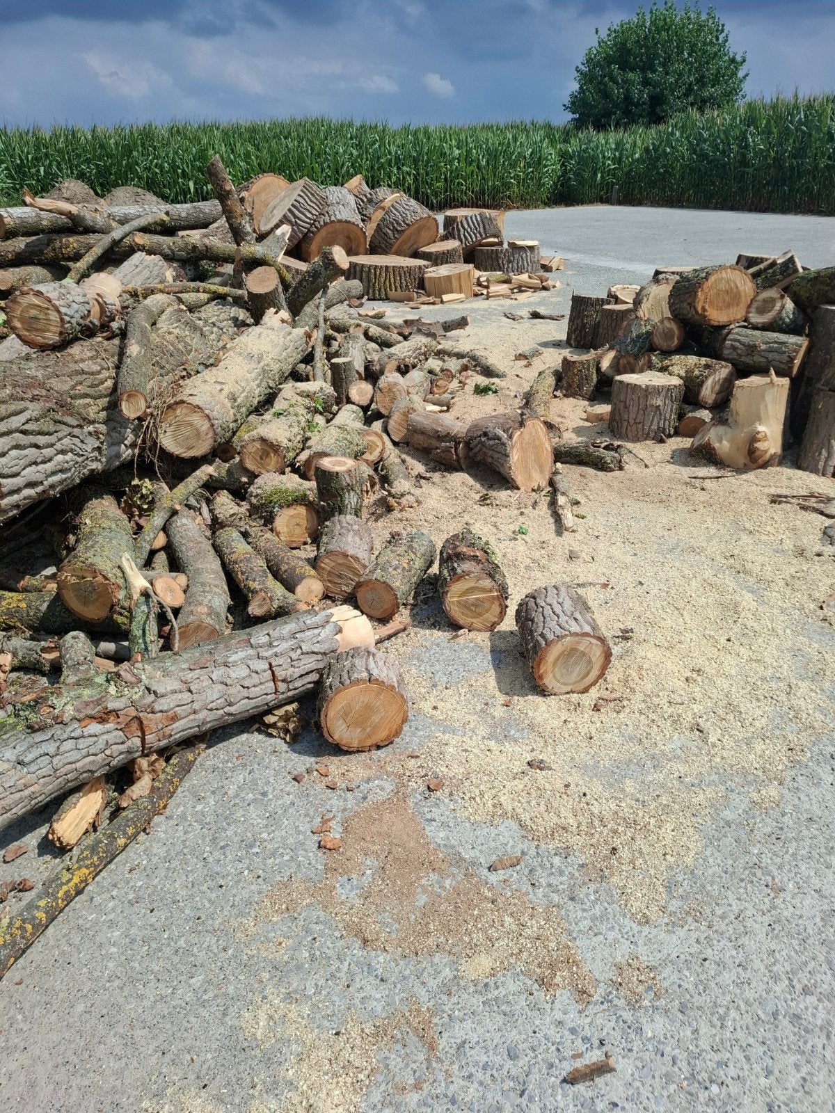 hout wilg, Tuin en Terras, 6 m³ of meer, Ophalen, Overige houtsoorten, Stammen