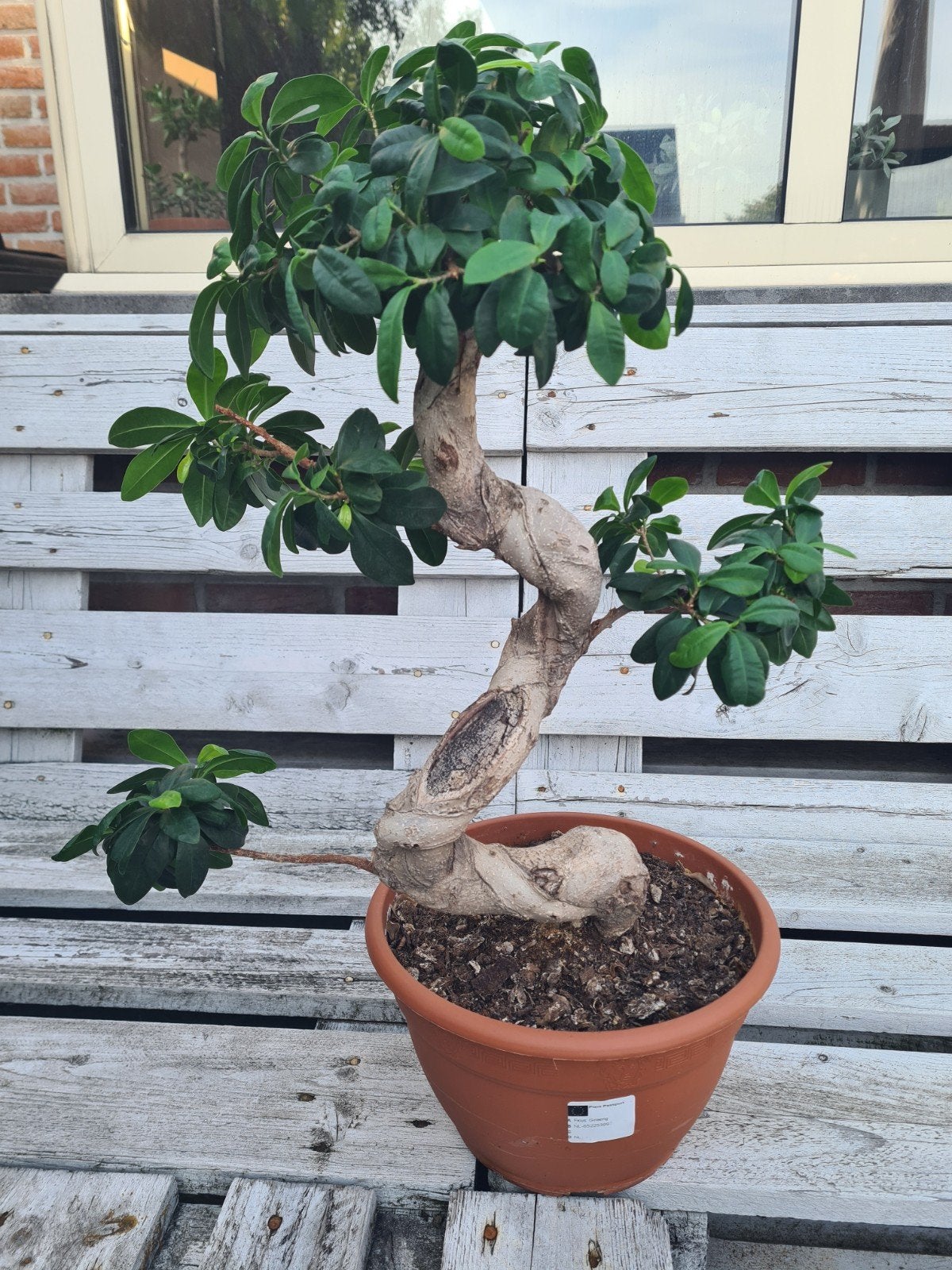bonsai ficus ginseng, Tuin en Terras, Ophalen