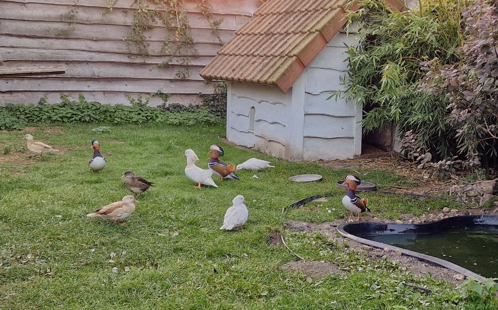 mandarijn eenden, Dieren en Toebehoren, Meerdere dieren, Tropenvogel, Geringd