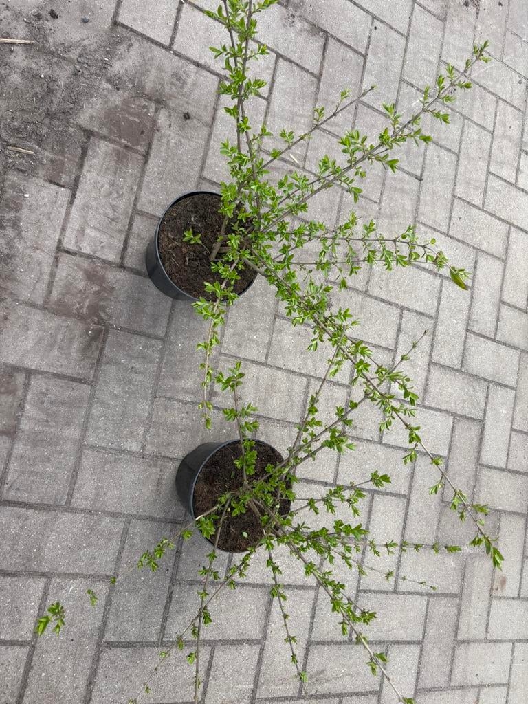 ligustrum obtusifolium 'massif', Ophalen