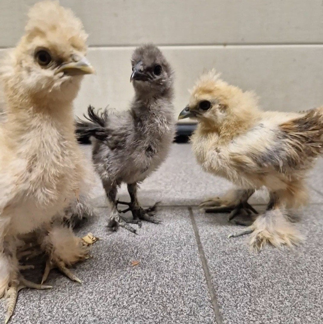 Zijdehoen kuikens  5 weken oud, Dieren en Toebehoren, Pluimvee