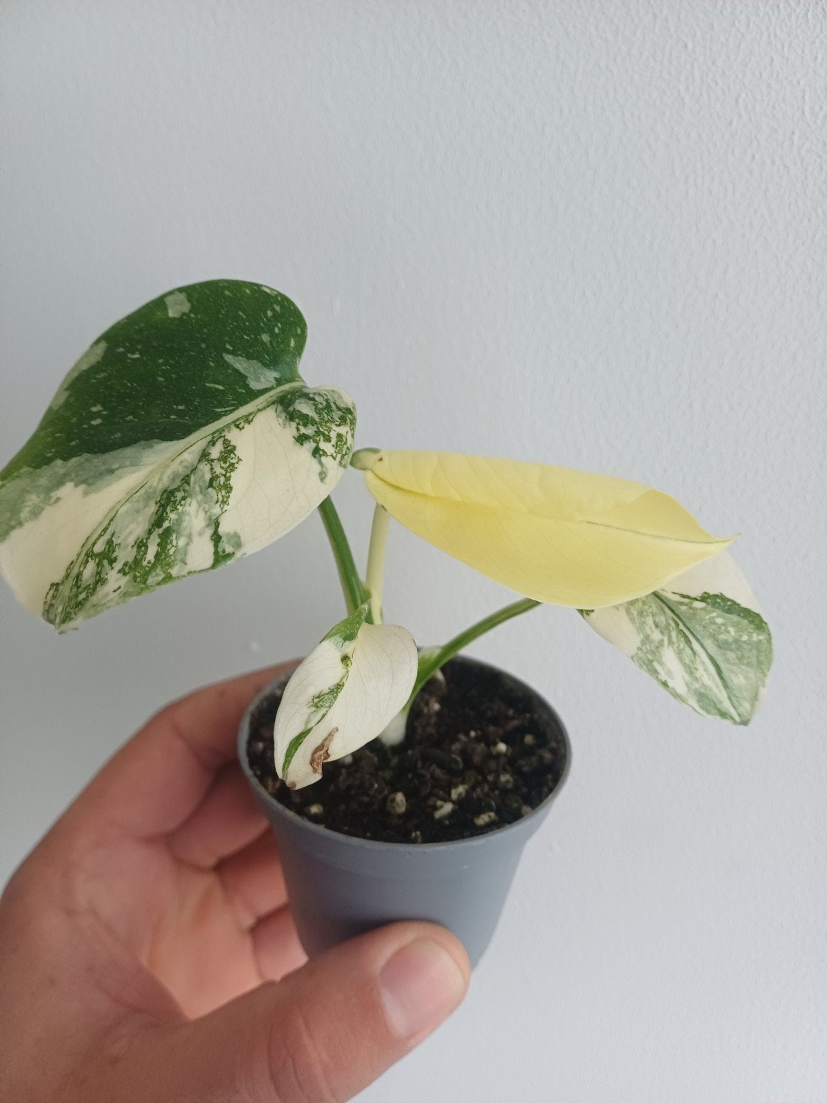 Monstera Cream Cheese, Maison & Meubles, Plantes d'intérieur, Autres espèces, En pot, Enlèvement ou Envoi, Moins de 100 cm