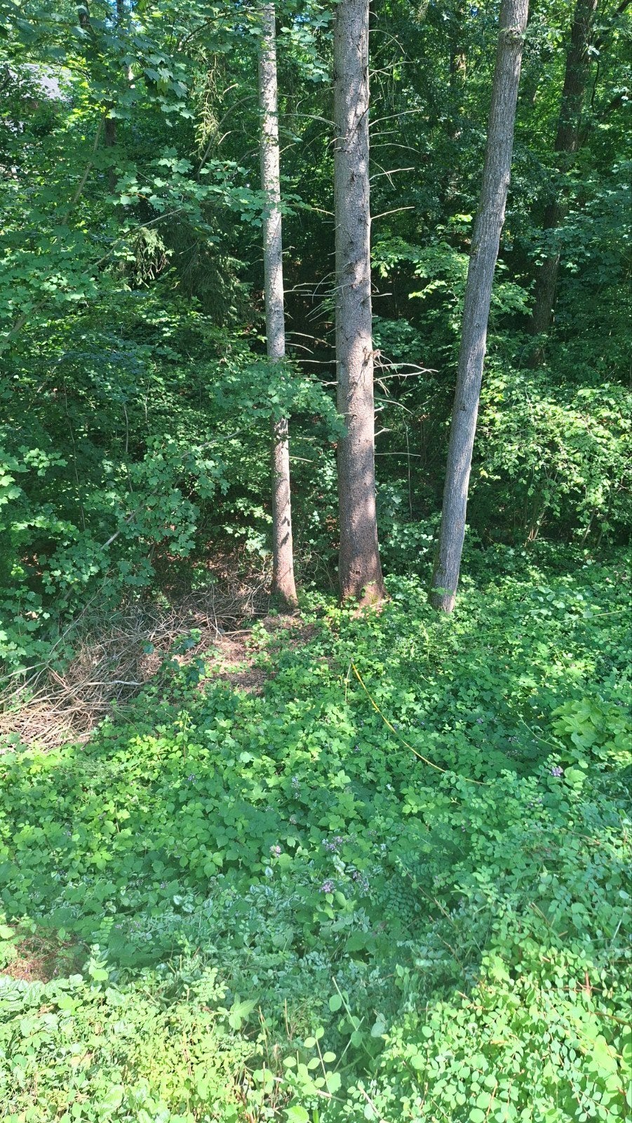 Bois de chauffage gratuit, Enlèvement