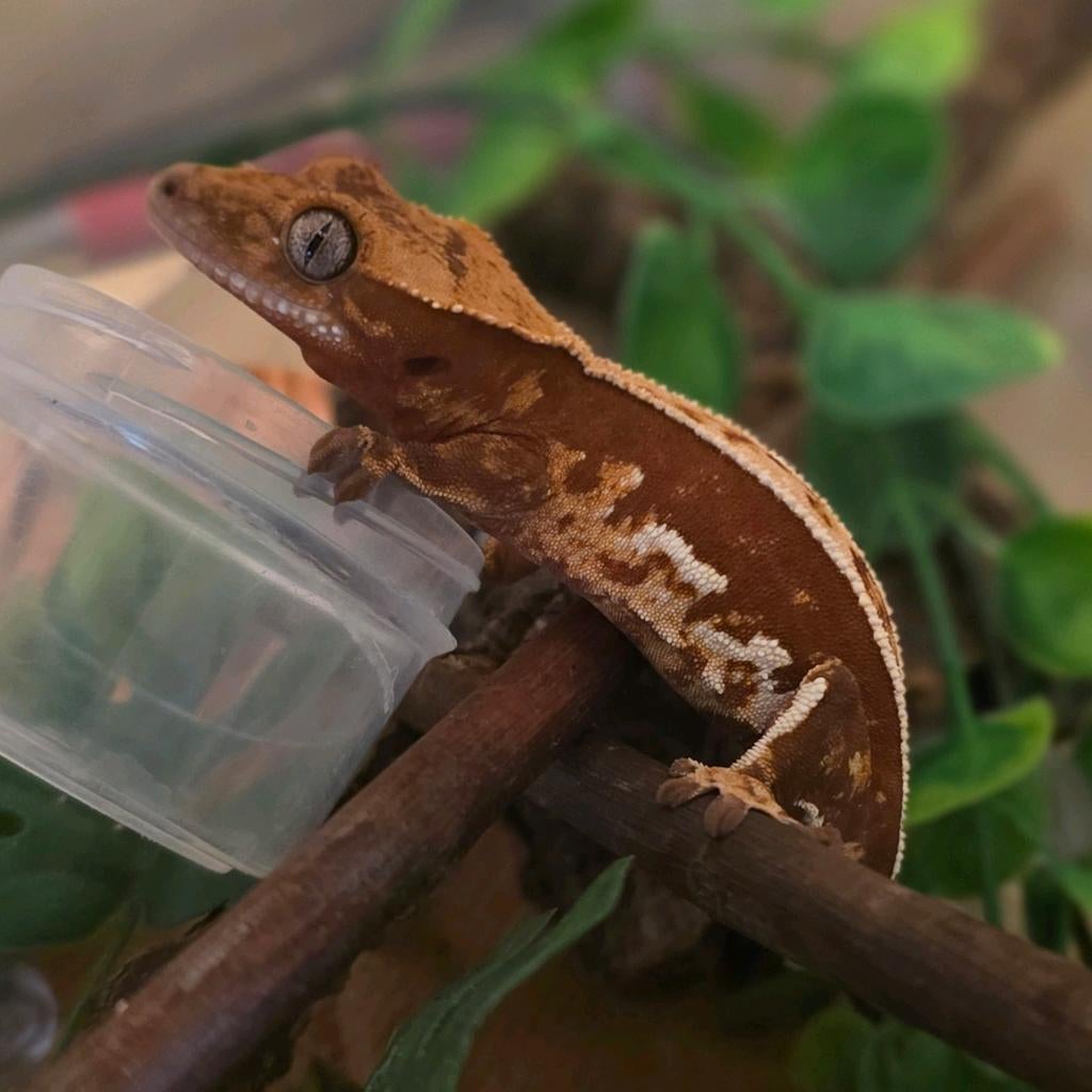 Sale! PV Red White Wall Empty Back wimpergekko, Dieren en Toebehoren
