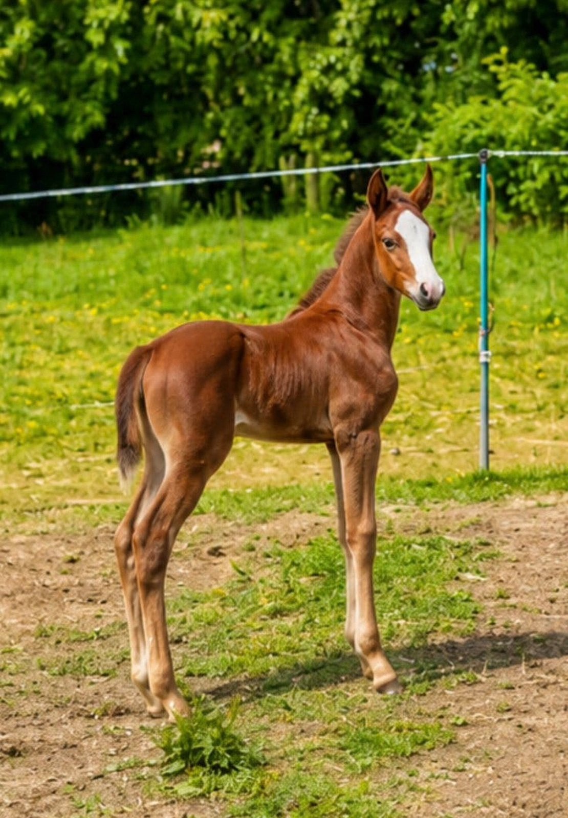 VOLLE BWP MERRIE VOOR 2027, MET OF ZONDER HAAR MERRIEVEULEN, Dieren en Toebehoren, Merrie, L, Springpaard, Met stamboom