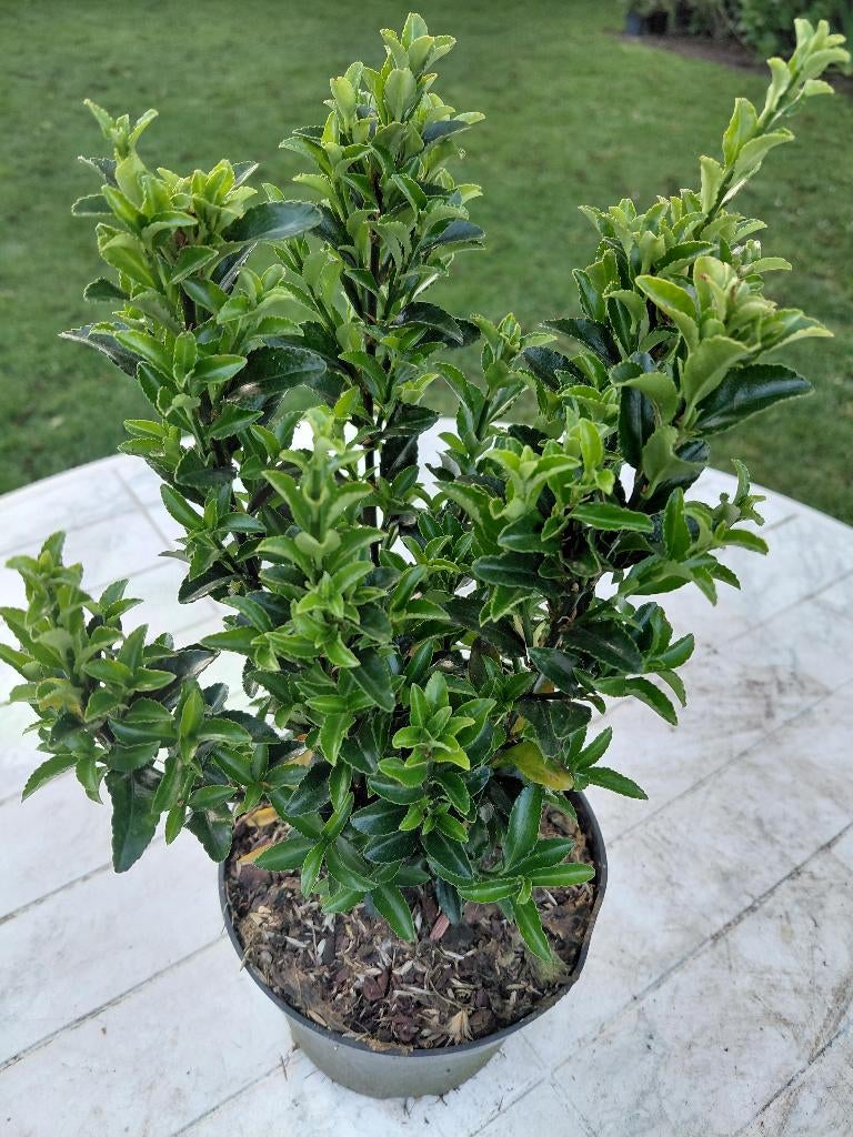 Euonymus Green Spire, Tuin en Terras, Planten | Struiken en Hagen, Ophalen